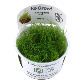 Taxiphyllum barbieri 'Bogor Moss' - Javamoos 1-2-Grow!